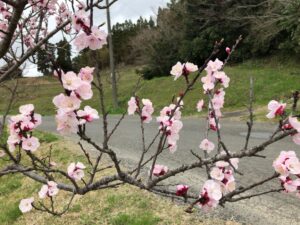 『春の訪れを感じ、理想の住まいを実現するための一歩を』のイメージ